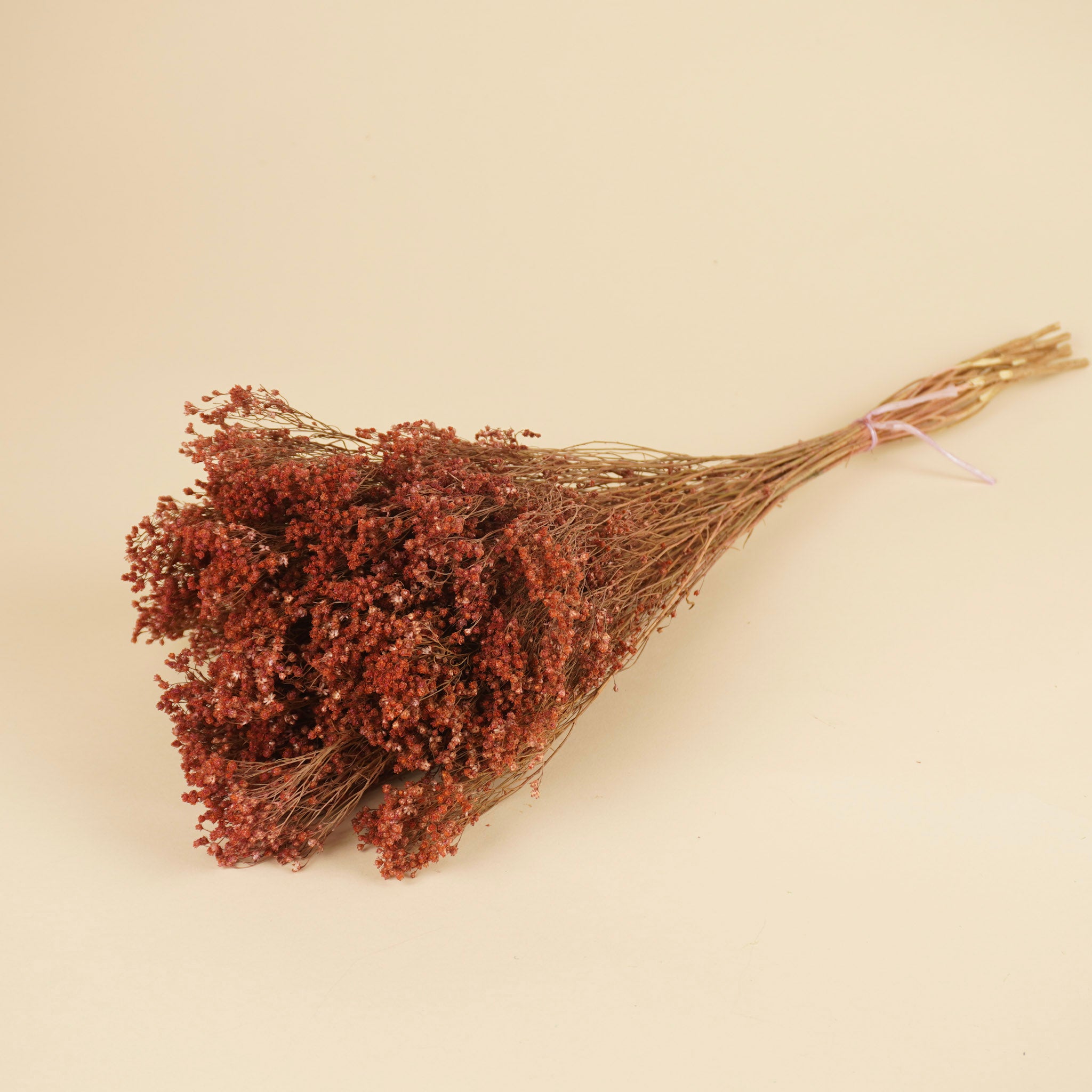 Gedroogde broom bloom – roze
