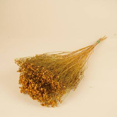 Gedroogde broom bloom – geel geverfd