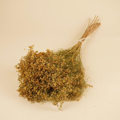 Gedroogde Broom bloom Naturel Geel