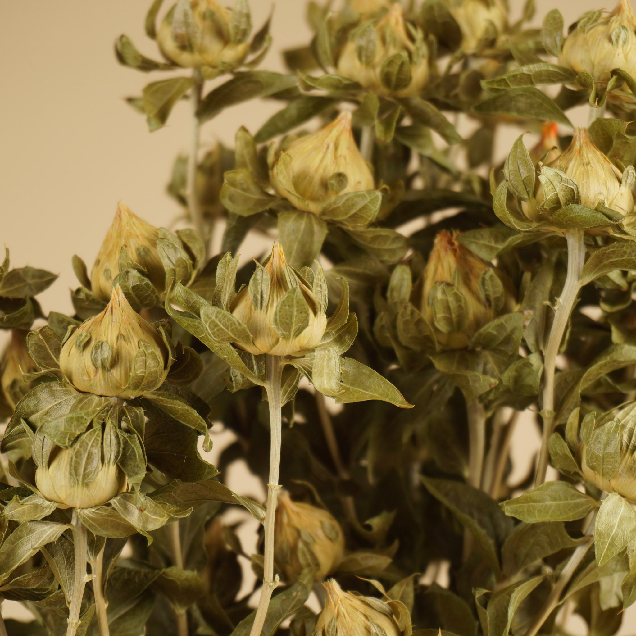 Gedroogde carthamus – groen