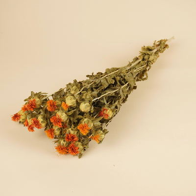 Gedroogde carthamus – oranje