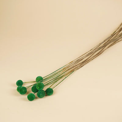 CRASPEDIA GREEN getrocknet (Billy Button)