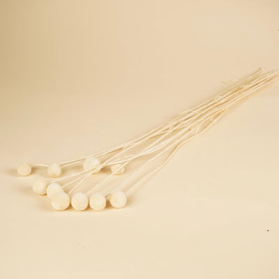Gedroogde craspedia – wit gebleekt