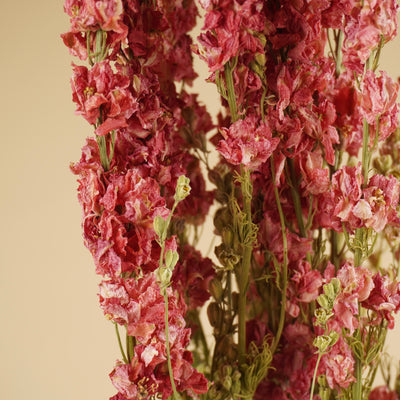 Gedroogde delphinium (ridderspoor) – roze