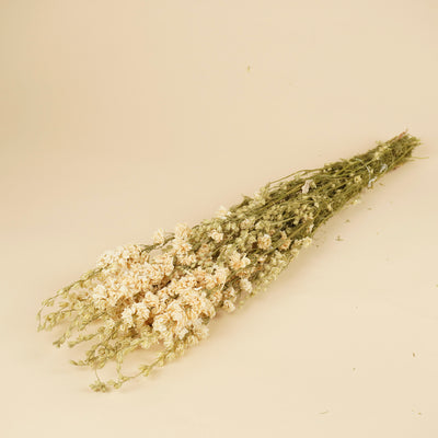 Gedroogde delphinium (ridderspoor) – wit