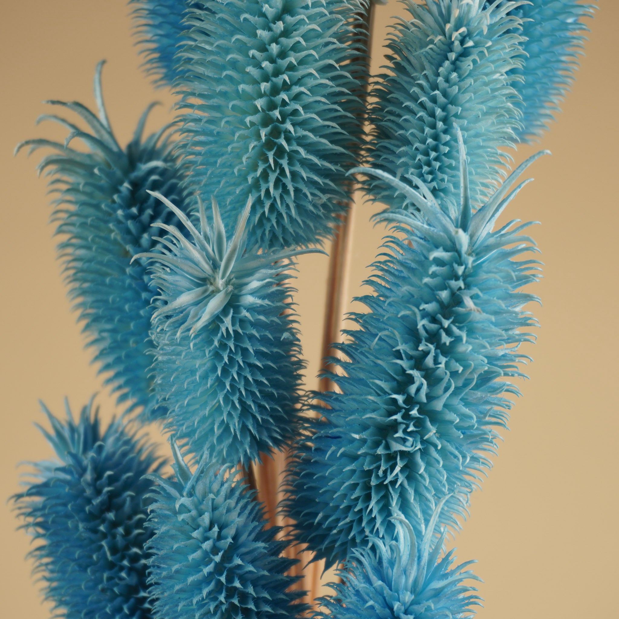Gedroogde distel mini (cardi) – blauw