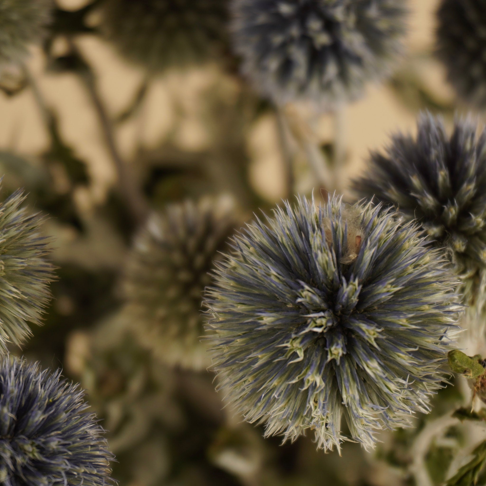 Gedroogde echinops – naturel blauw
