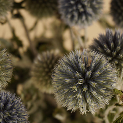 Gedroogde echinops – naturel blauw