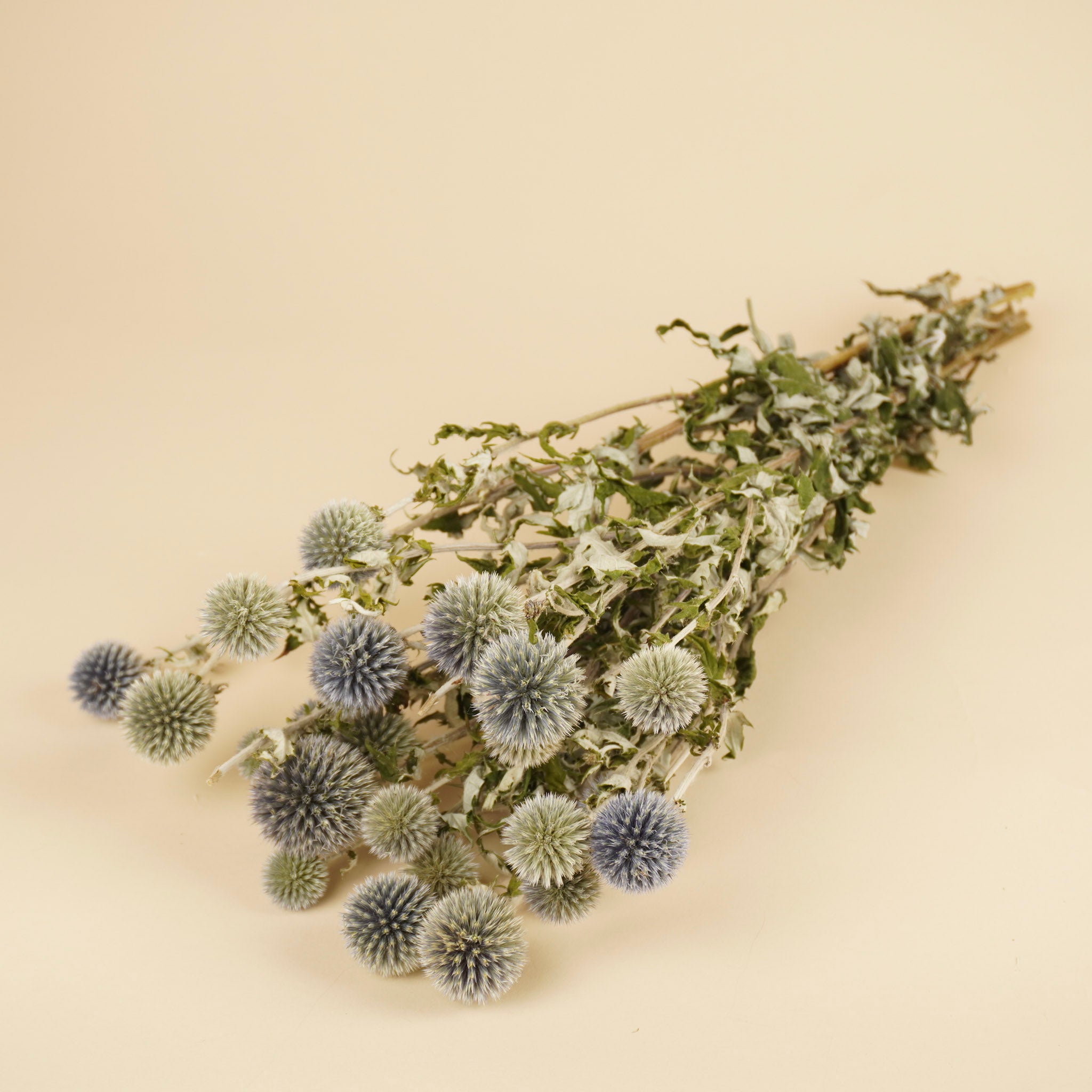 Gedroogde echinops – naturel blauw