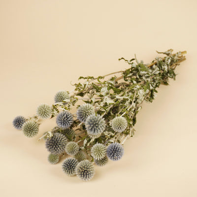 Gedroogde echinops – naturel blauw
