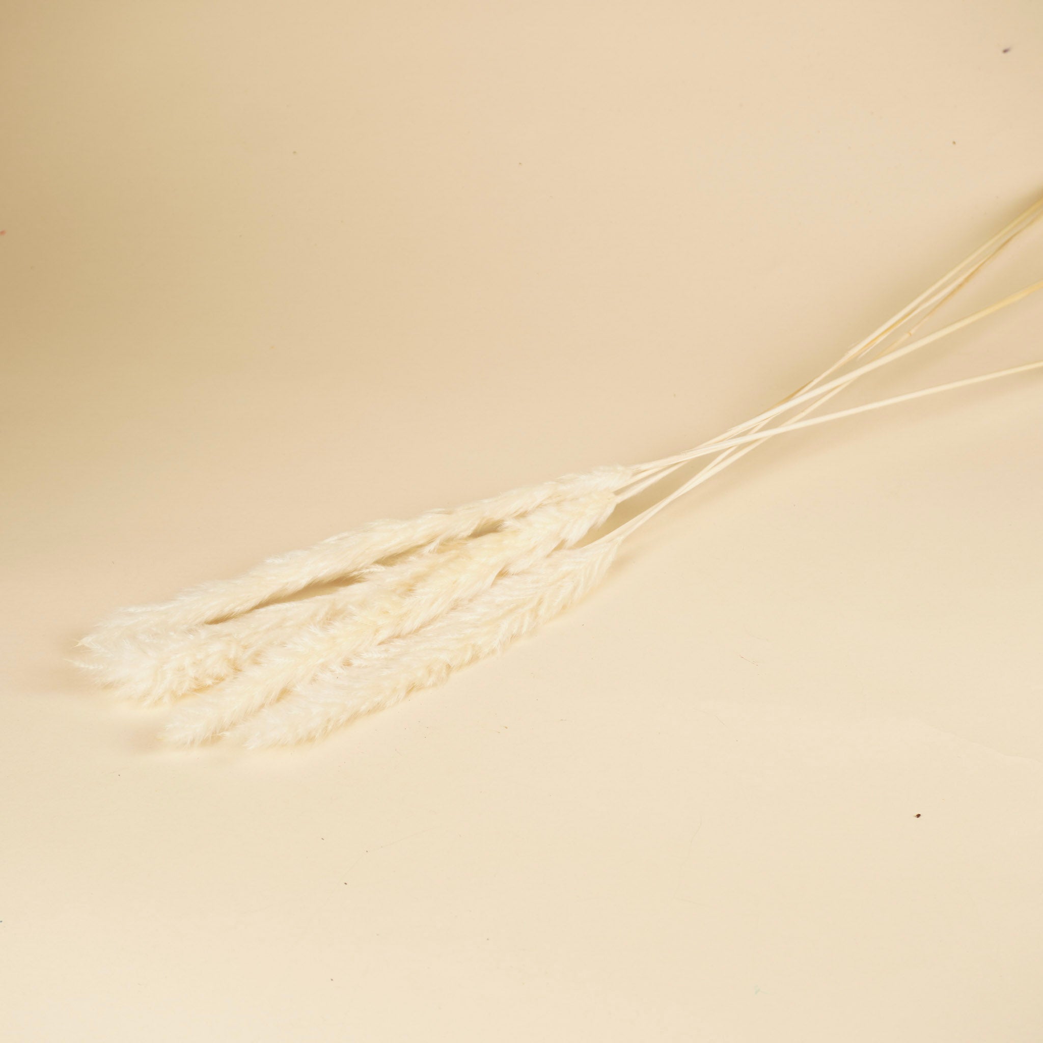 Gedroogde fluffy pampas (miscanthus) – gebleekt wit