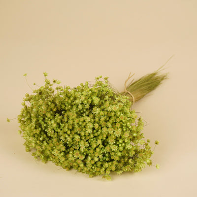 Glixia (fleur d'étoile) séchée cerise