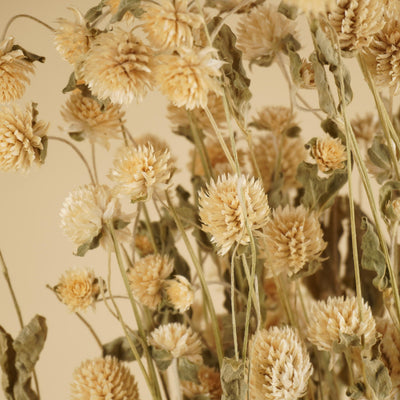 Gedroogde gomphrena – wit