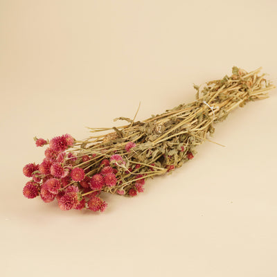 Gedroogde gomphrena – lila