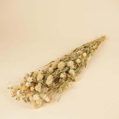 Gedroogde gomphrena – wit