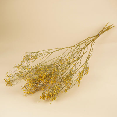 Gedroogde gypsophila – geel