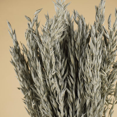 Gedroogde Haver (Avena) – grijs