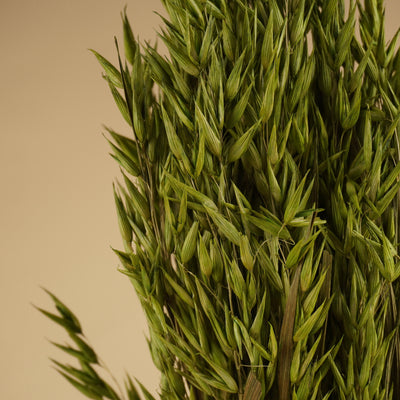 Getrockneter Hafer (Avena) farbig grün