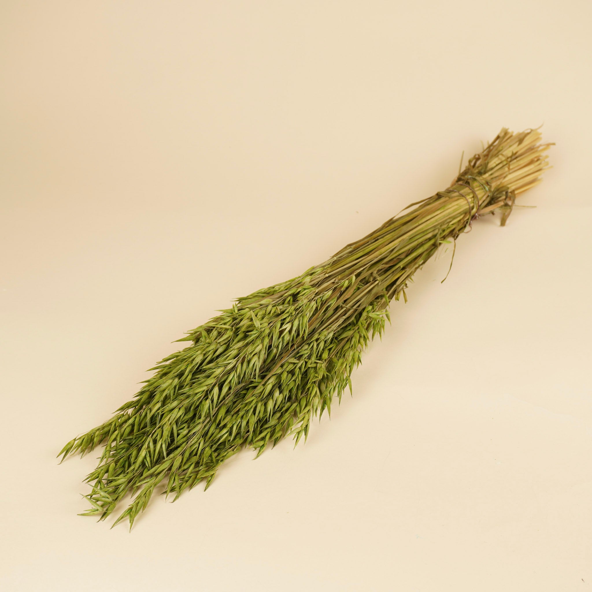 Getrockneter Hafer (Avena) farbig grün