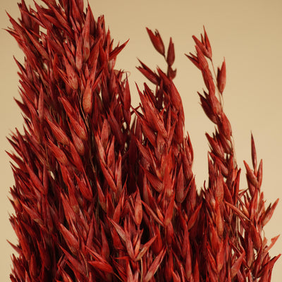 Gedroogde haver (avena) – rood