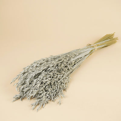 Gedroogde Haver (Avena) – grijs