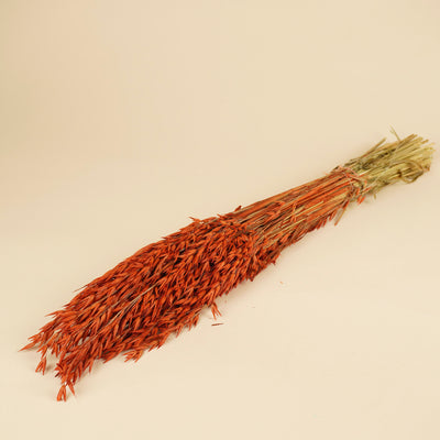 Gedroogde haver (avena) – oranje