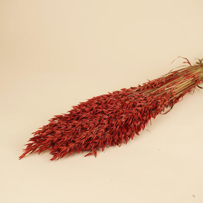 Gedroogde haver (avena) – rood