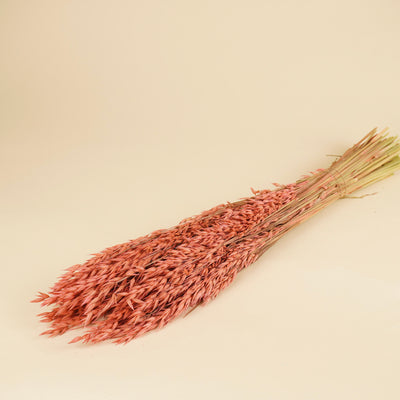 Gedroogde haver (avena) – roze