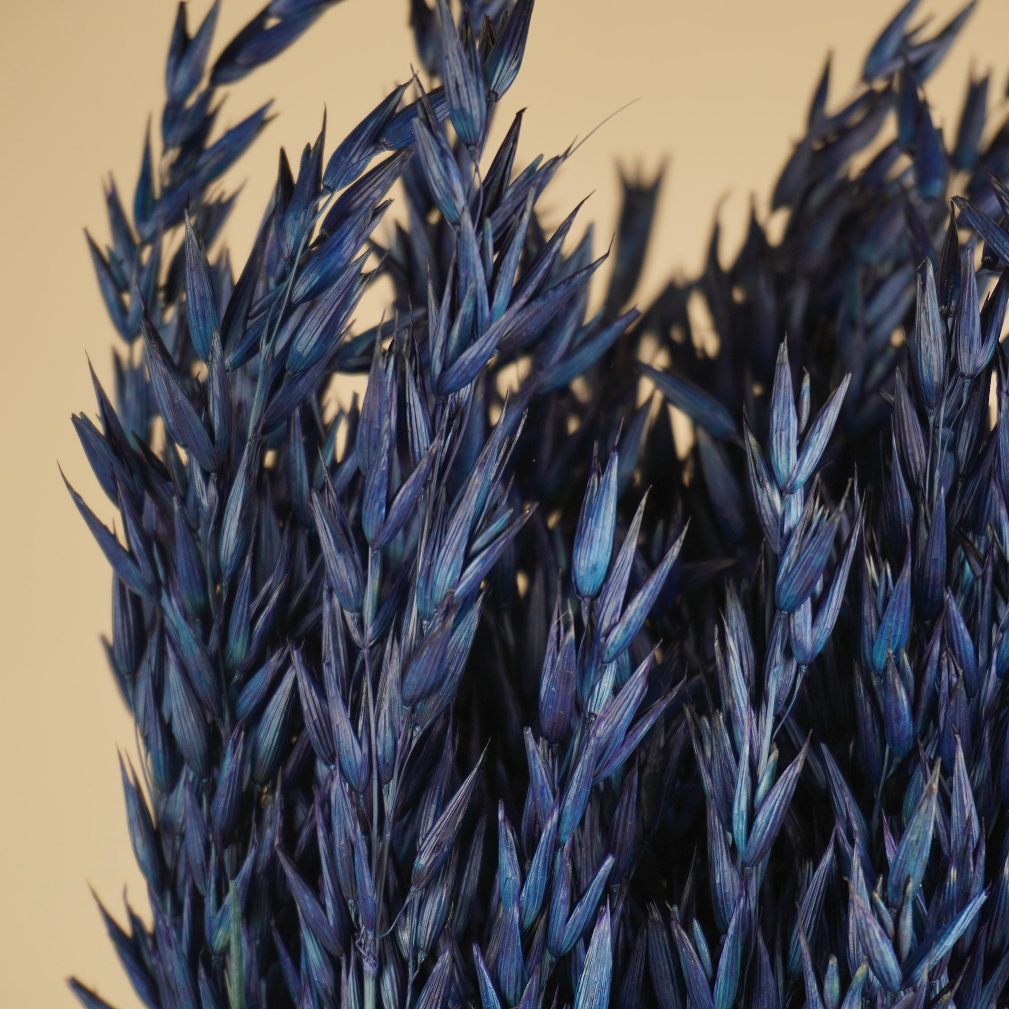 Gedroogde Haver – donker blauw