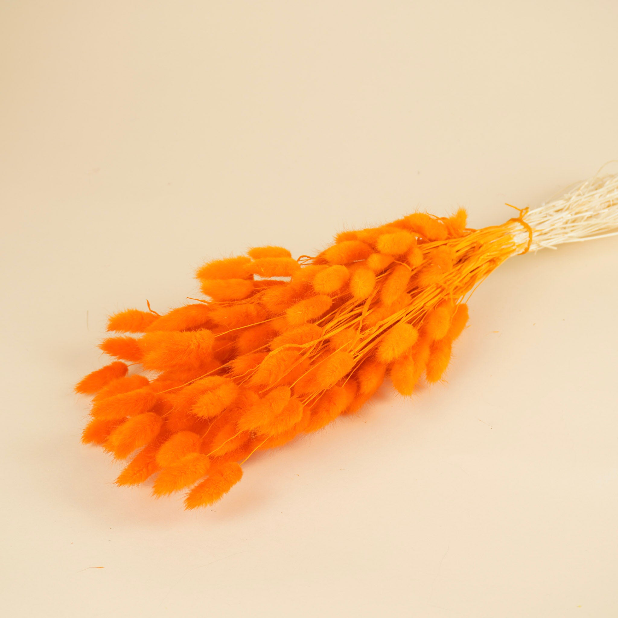 Lagurus séché Ovatus Oranje