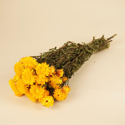 Gedroogde Helichrysum geel