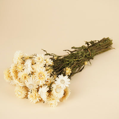 Gedroogde helichrysum (strobloem) – wit