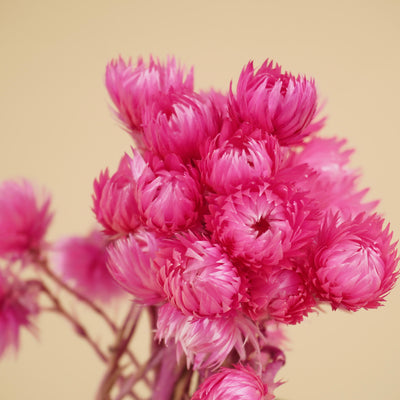 Gedroogde helichrysum vestitum – roze