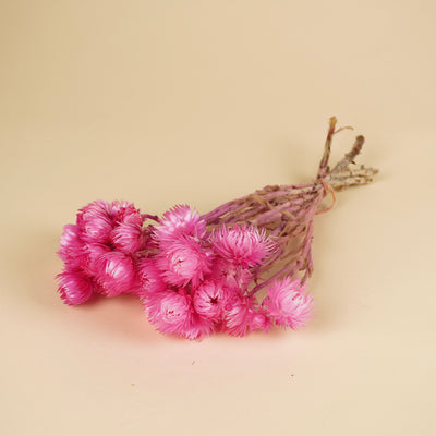 Gedroogde helichrysum vestitum – roze