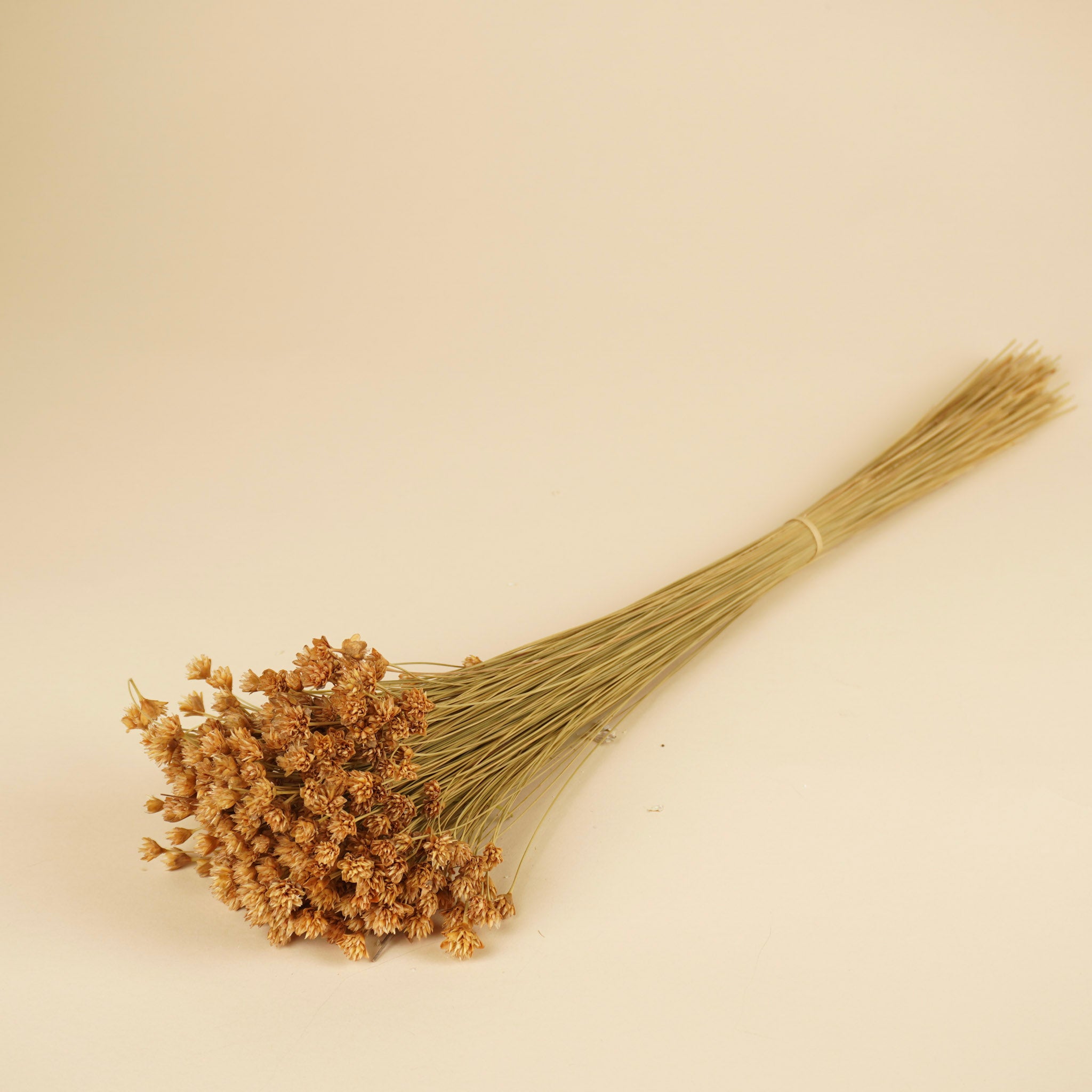 Gedroogde hill flower – naturel