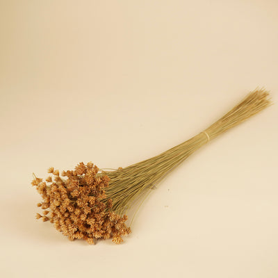 Gedroogde hill flower – naturel