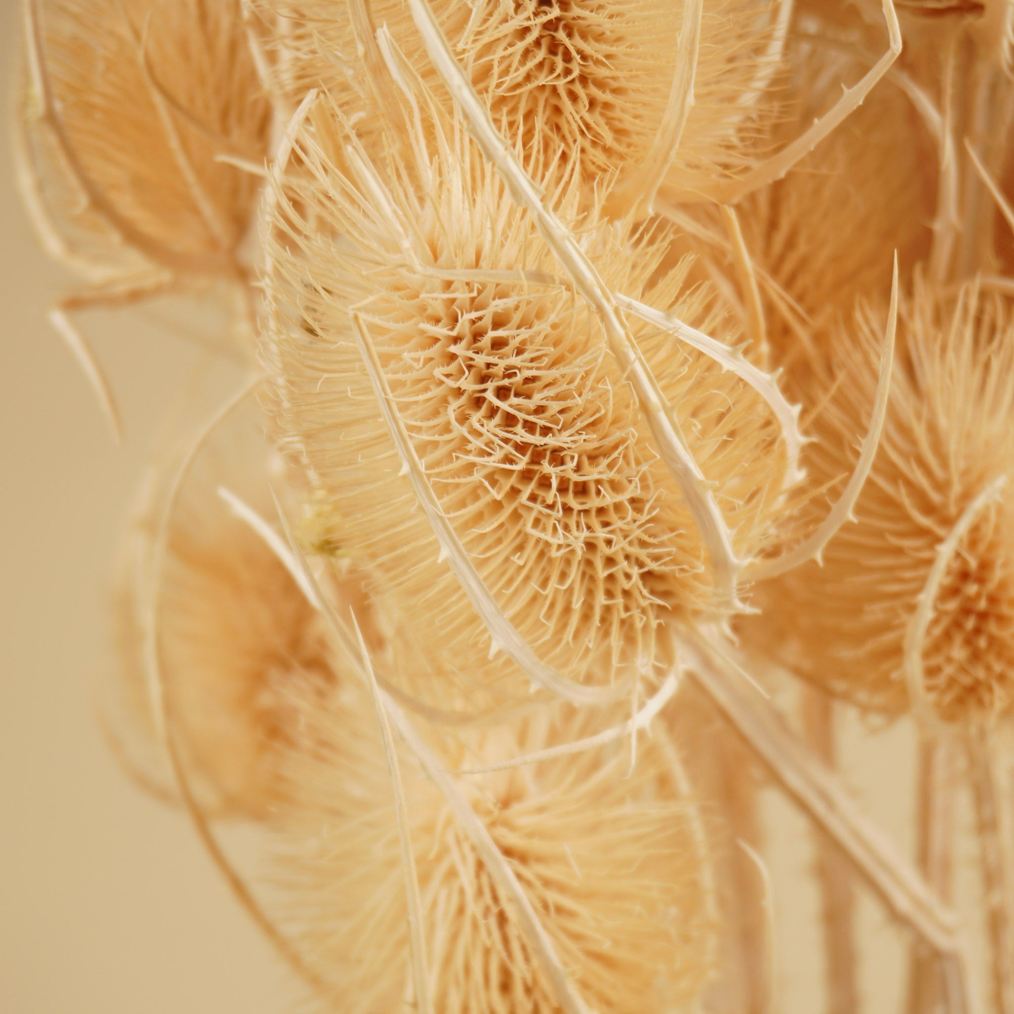 Gedroogde kardoen distel – gebleekt