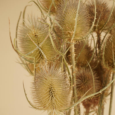 Gedroogde kardoen distel – naturel bruin