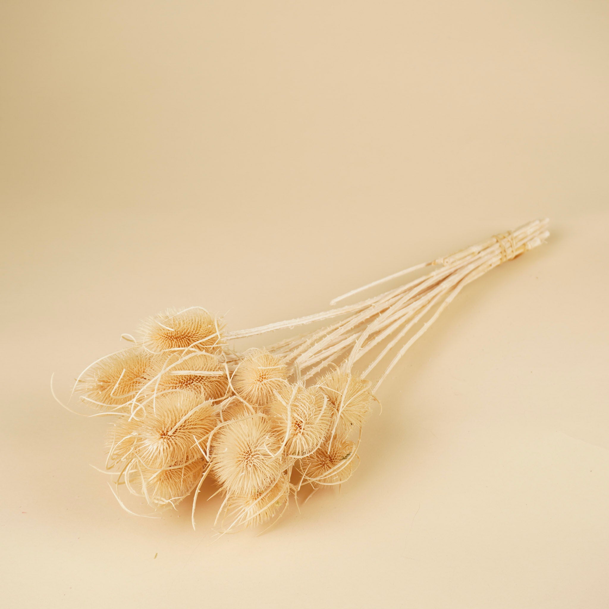 Gedroogde kardoen distel – gebleekt