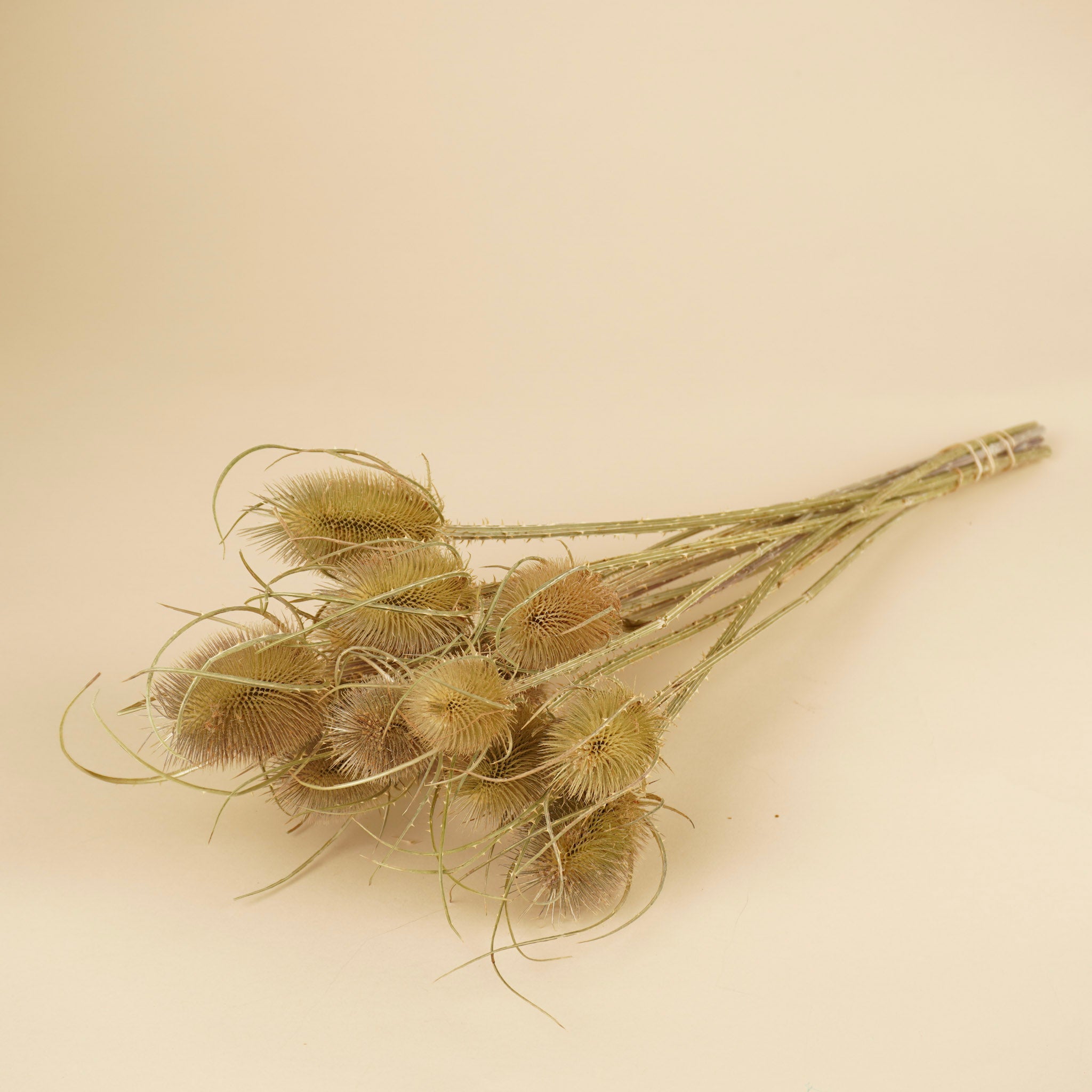 Gedroogde kardoen distel – naturel bruin