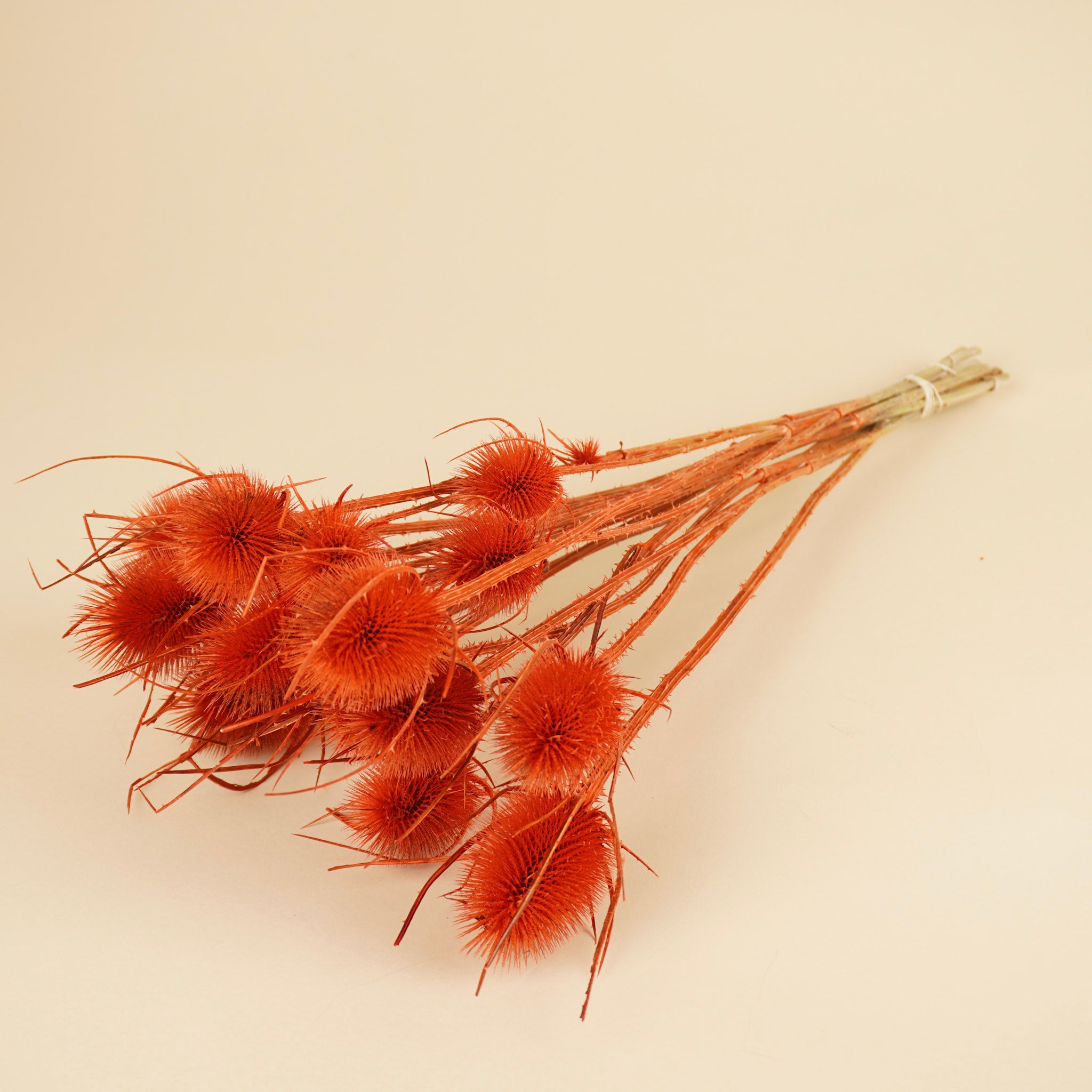 Cardoon séché Distel Oranje peint