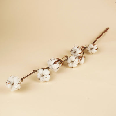 Gedroogde katoentak (Gossypium) – 9 bollen