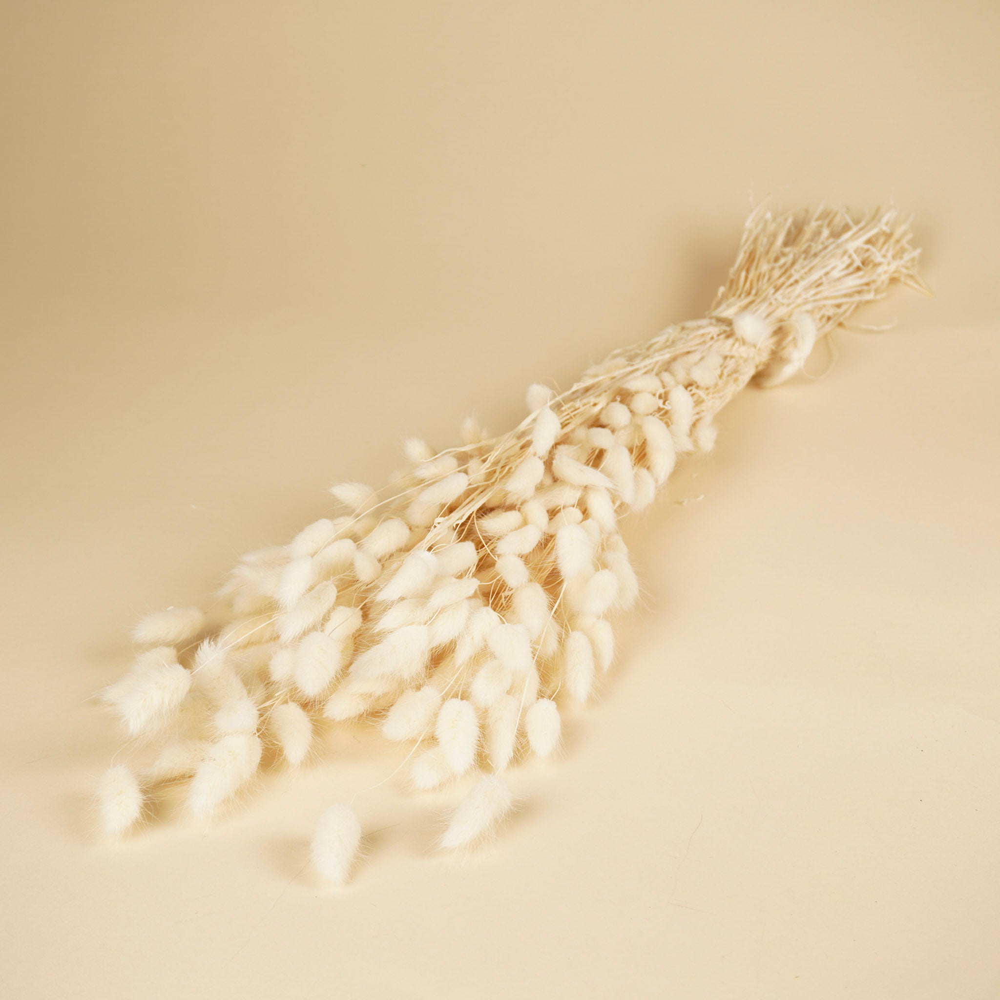 Gedroogde lagurus (hazenstaart) – gebleekt