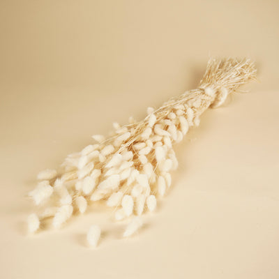 Gedroogde lagurus (hazenstaart) – gebleekt