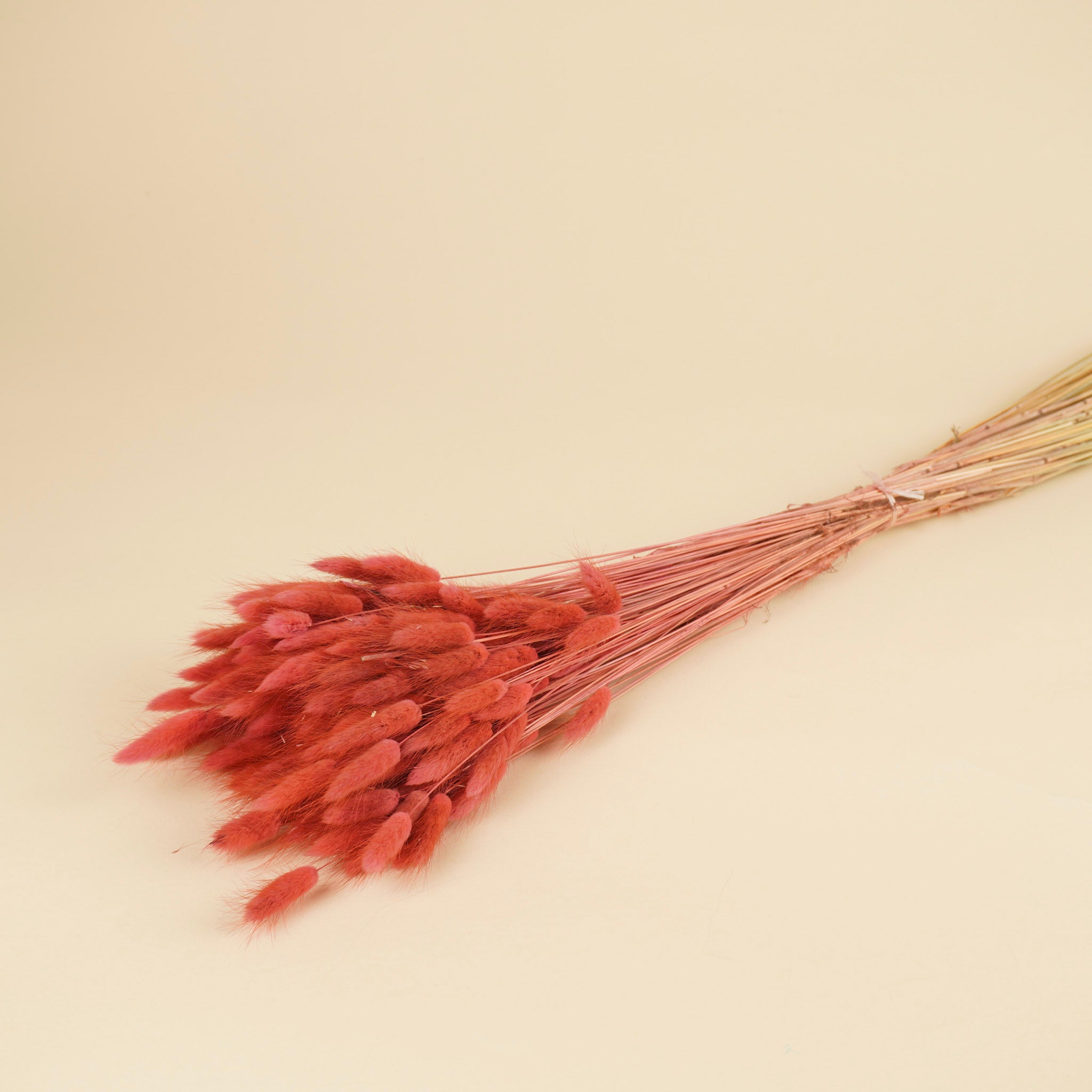 Gedroogde lagurus ovatus - donker roze