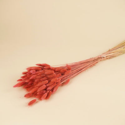 Gedroogde lagurus ovatus - donker roze