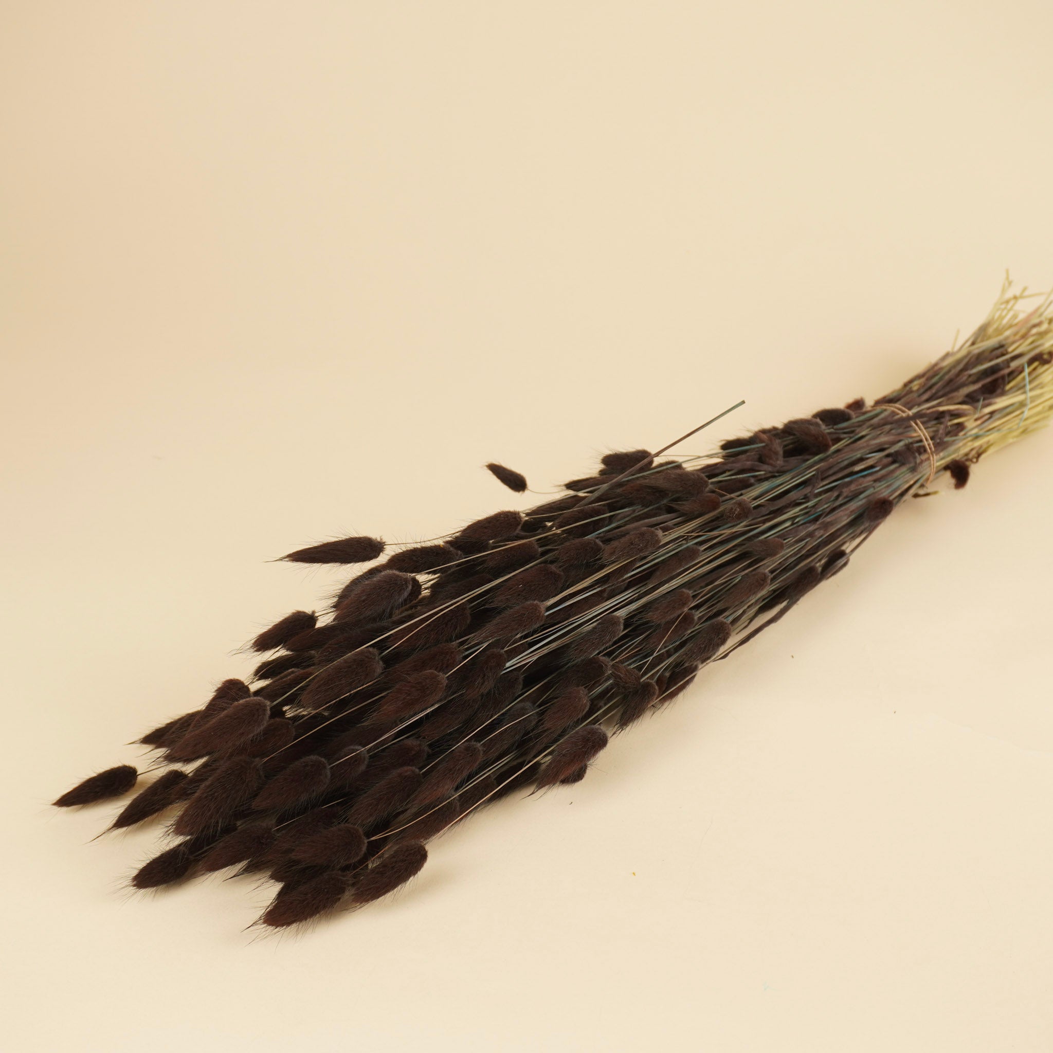 Gedroogde lagurus ovatus (hazenstaart) – bruin