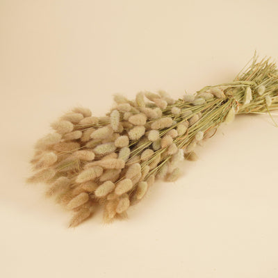 Gedroogde lagurus ovatus (hazenstaart) – naturel