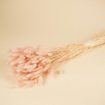 Gedroogde lagurus ovatus – licht roze