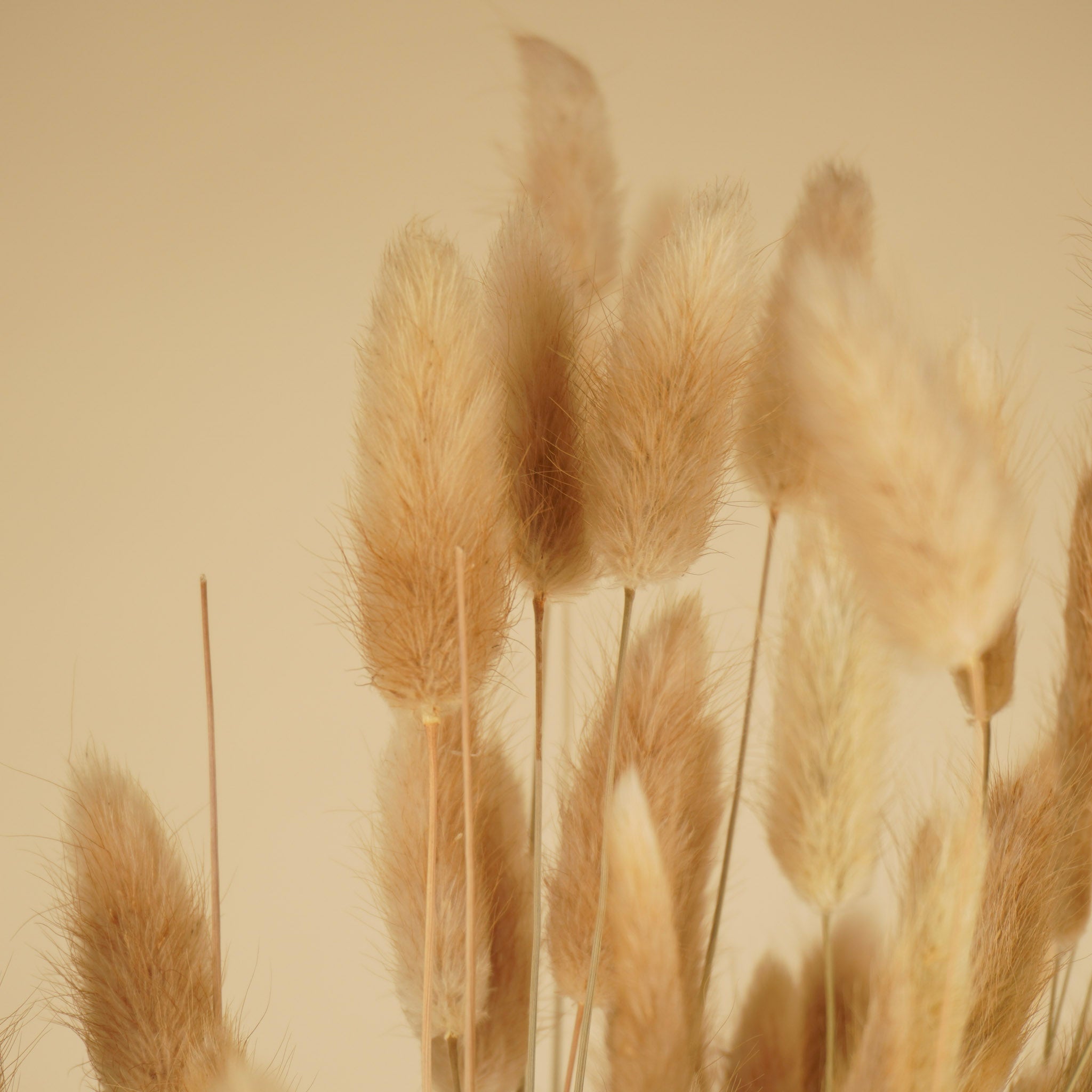 Gedroogde lagurus ovatus – naturel toef